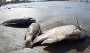 Cá chết hàng loạt dạt vào bờ trên bãi biển Đà Nẵng