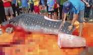 Cá nặng gần 1 tấn mà ngư dân Sầm Sơn xẻ thịt là cá nhám voi quý hiếm