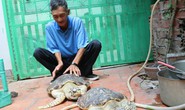 Thả 2 cá thể rùa quý hiếm về biển