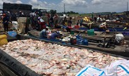 Vụ cá bè chết trắng trên sông La Ngà: Số lượng lên đến gần 1.000 tấn