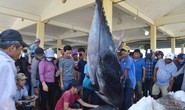 Ngư dân Phú Yên câu được 3 con cá “khủng” nghi cá ngừ vây xanh