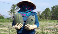 Sau giải cứu, nông dân Quảng Ngãi lãi khủng với dưa hấu