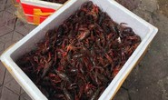 Ngăn chặn tôm càng đỏ vào Việt Nam, hải quan kiểm soát đường mòn, lối mở