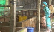 Dịch tả heo châu Phi tấn công nhiều xã đảo trên vùng biển Tây