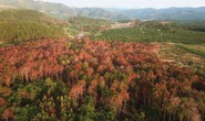 Bắt 3 đối tượng đầu độc rừng thông quy mô chưa từng có ở Lâm Đồng