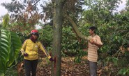 Chết lặng trước vườn sầu riêng tiền tỉ bị đầu độc