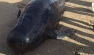Cá voi dài 4 m, nặng gần 1 tấn chết dạt vào bờ biển khu vực sân golf