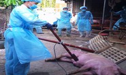 Dịch tả heo châu Phi đã leo lên vùng núi ở Quảng Ngãi