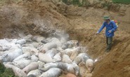 Đưa đi tiêu thụ hàng chục con heo bị dịch tả heo châu Phi