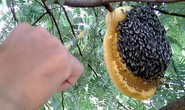 Đi lấy mật, người đàn ông bị ong đốt rơi xuống đất tử vong