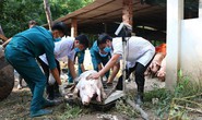 Cả ngàn tỉ đồng, dùng cả quỹ nâng lương để chống dịch tả lợn châu Phi