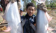 Giá cá tra tuột dốc