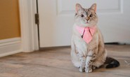 Làm giàu nhờ bầy thú cưng nổi tiếng nhất trên Instagram