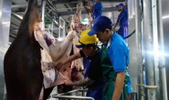 Bất ngờ 1.600 con trâu bò Úc mất dấu tại Việt Nam