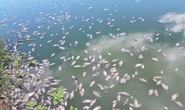Đà Nẵng: Cá chết trắng, nổi xếp lớp tại hồ điều tiết Trung Nghĩa
