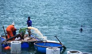 Chi 48 tỉ khai quật tàu cổ, thu được toàn... mảnh vỡ