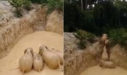 Giải cứu bầy voi bị kẹt trong mỏ vàng ở Malaysia
