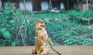 Nhà sản xuất phản hồi tranh cãi chọn chó Nhật vào phim “Cậu Vàng”