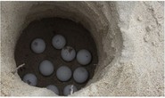 Ấp nở hơn 1.900 trứng rùa tại Cù Lao Chàm