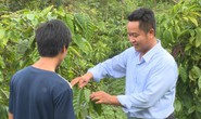 Nông dân lo lắng vì cà phê vàng lá, rụng quả sau khi sử dụng phân bón