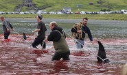 Hàng chục cá voi bị giết, máu nhuộm đỏ nước quần đảo Faroe