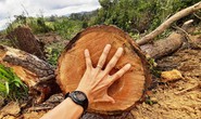 Lâm Đồng: Lại phát hiện phá rừng hàng chục năm tuổi