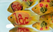 Cả trăm loài cá cảnh đủ sắc màu hút hồn dân chơi thủy sinh ở TP HCM