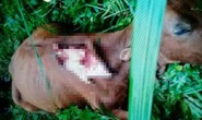 Trâu, bò chết với các dấu vết lạ, nghi bị thú dữ tấn công