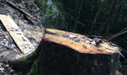 Cận cảnh những cây gỗ khủng bị triệt hạ ở Đà Lạt 2