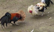 Lý do bị phạt 6 tháng tù vì... trộm 2 con gà
