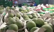 Giá bưởi Tết này có thể rẻ hơn năm ngoái