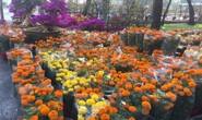 Chợ hoa Tết ở TP HCM đồng loạt mở cửa sáng 23 tháng Chạp