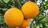 Cam “tiến vua”  Xã Đoài, ăn một lần là nhớ mãi