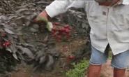 CLIP: Đã mắt nhìn những chùm nhãn tím bán 100.000 đồng/kg dịp Tết