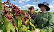 Nông dân đua nhau trồng cà phê năng suất cao nhưng lợi nhuận thấp