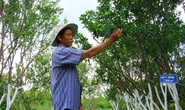 Bảo tồn quýt hồng Lai Vung