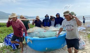 Bão số 13: Người dân Đà Nẵng và Thừa Thiên - Huế không ra khỏi nhà từ trưa 14-11