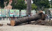 Chặt bỏ hàng loạt cây xanh ở công viên Văn Lang vì...  chết đứng!