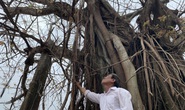 Hàng chục ngàn cây xanh trên đảo Lý Sơn bị bão vặt trụi lá