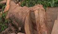 Còn phá rừng, còn thảm họa thiên tai: Rừng nguyên sinh bị rút ruột mỗi ngày
