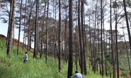 Cán bộ địa phương dung túng việc đầu độc rừng thông tuyệt đẹp ven đường Hồ Chí Minh
