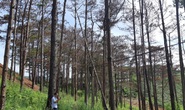 Dung túng việc đầu độc rừng thông