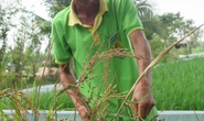 Giấc mơ trên ruộng nhiễm mặn