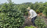 Nhà vườn TP HCM đua nhau trồng mai Tết