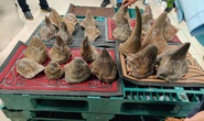 Phát hiện lượng mẫu vật lớn nhất từ trước đến nay ở Tân Sơn Nhất, nghi là hàng cấm