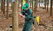Sôi nổi hội thi Bàn tay vàng ngành cao su