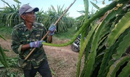 Bình Thuận thất thu mùa thanh long trái vụ