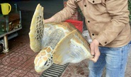 Chủ nhà hàng mua rùa biển quý hiếm nặng 30 kg để thả về biển