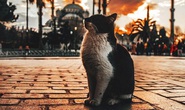 Đến thành phố của mèo, nở nụ cười vui vẻ