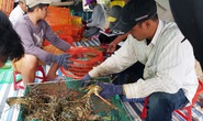 Đau lắm con tôm hùm được giải cứu!